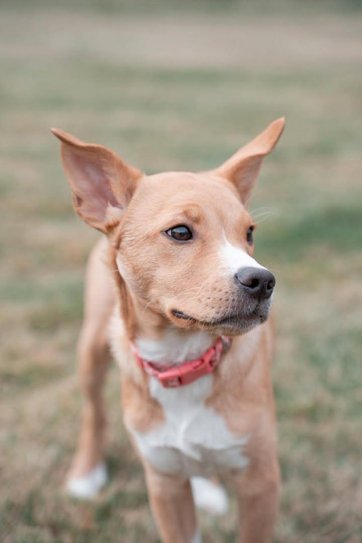 Enlarge Private Adoption - Daisy, a ADOPTABLE mixed breed in St Stephen, NB image 4/4