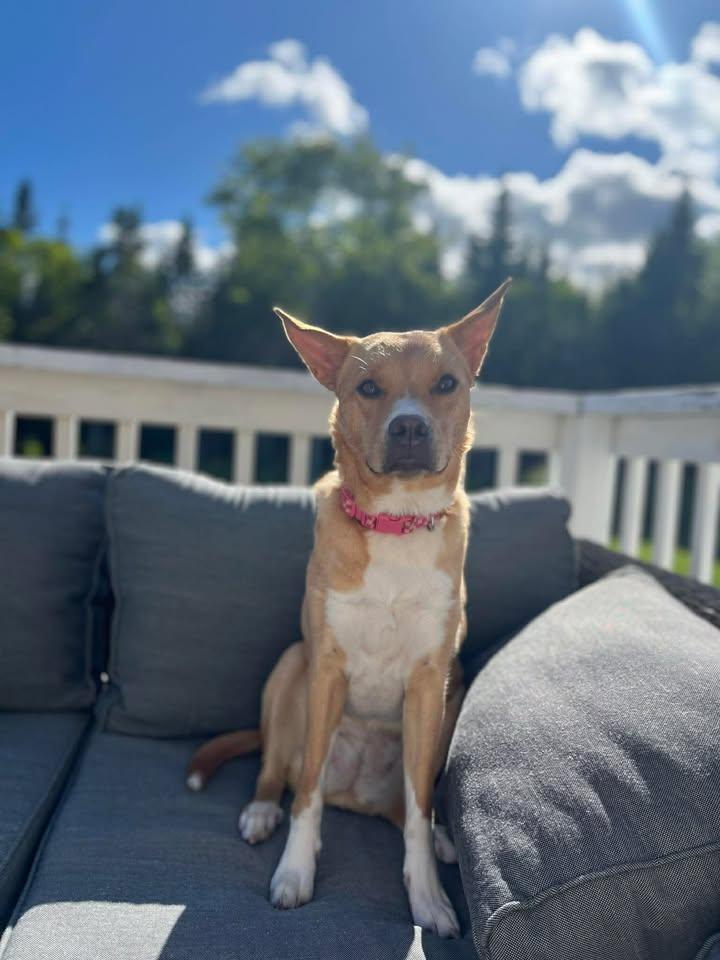 Enlarge Private Adoption - Daisy, a ADOPTABLE mixed breed in St Stephen, NB image 2/4