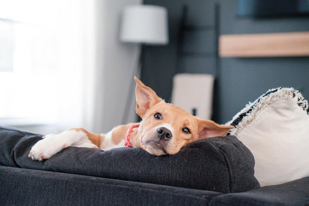 Private Adoption - Daisy, ADOPTABLE, Adult Female Mixed Breed.
