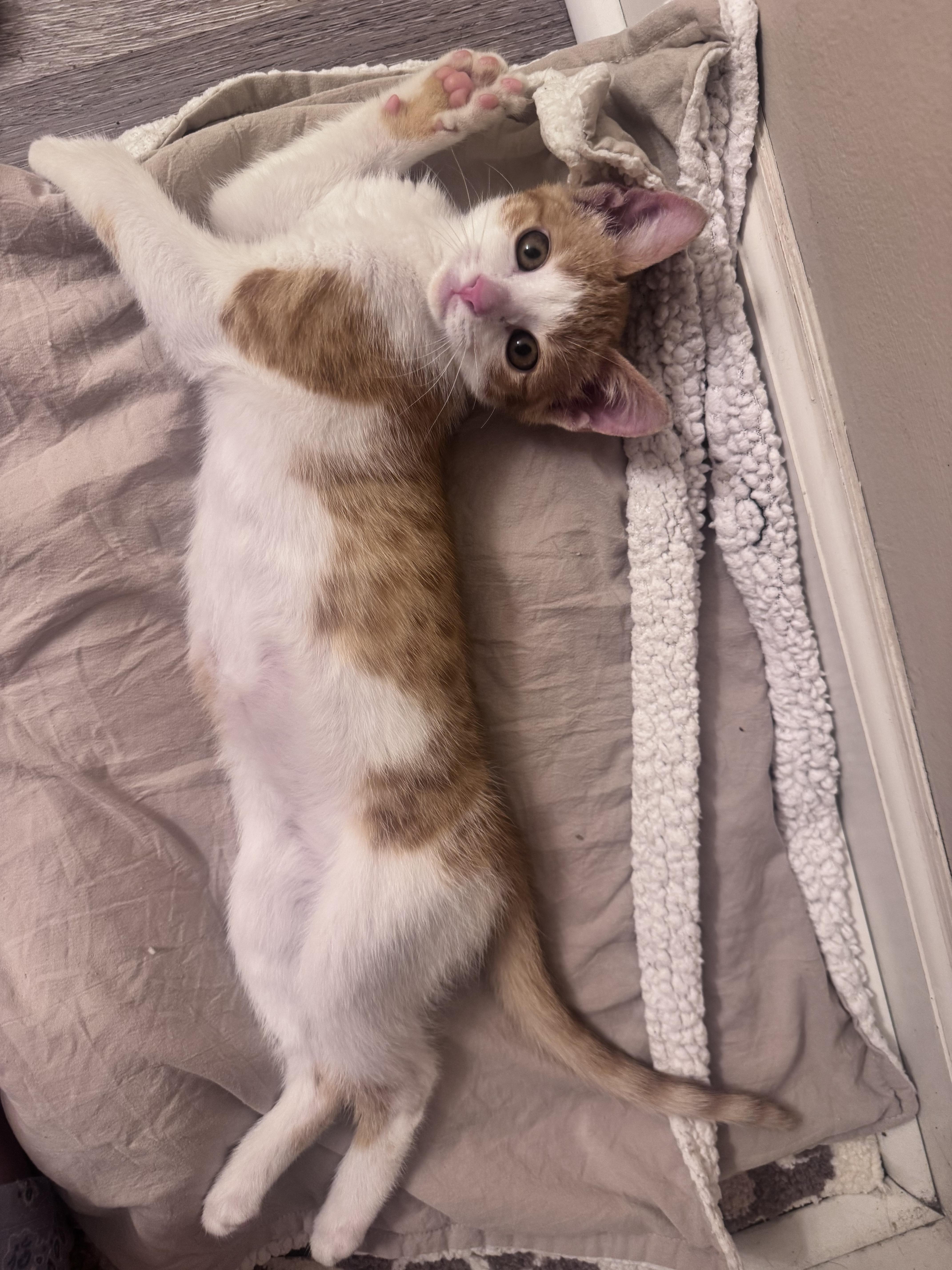 Clementine, an adoptable Domestic Short Hair in Mississippi State, MS image 6/6