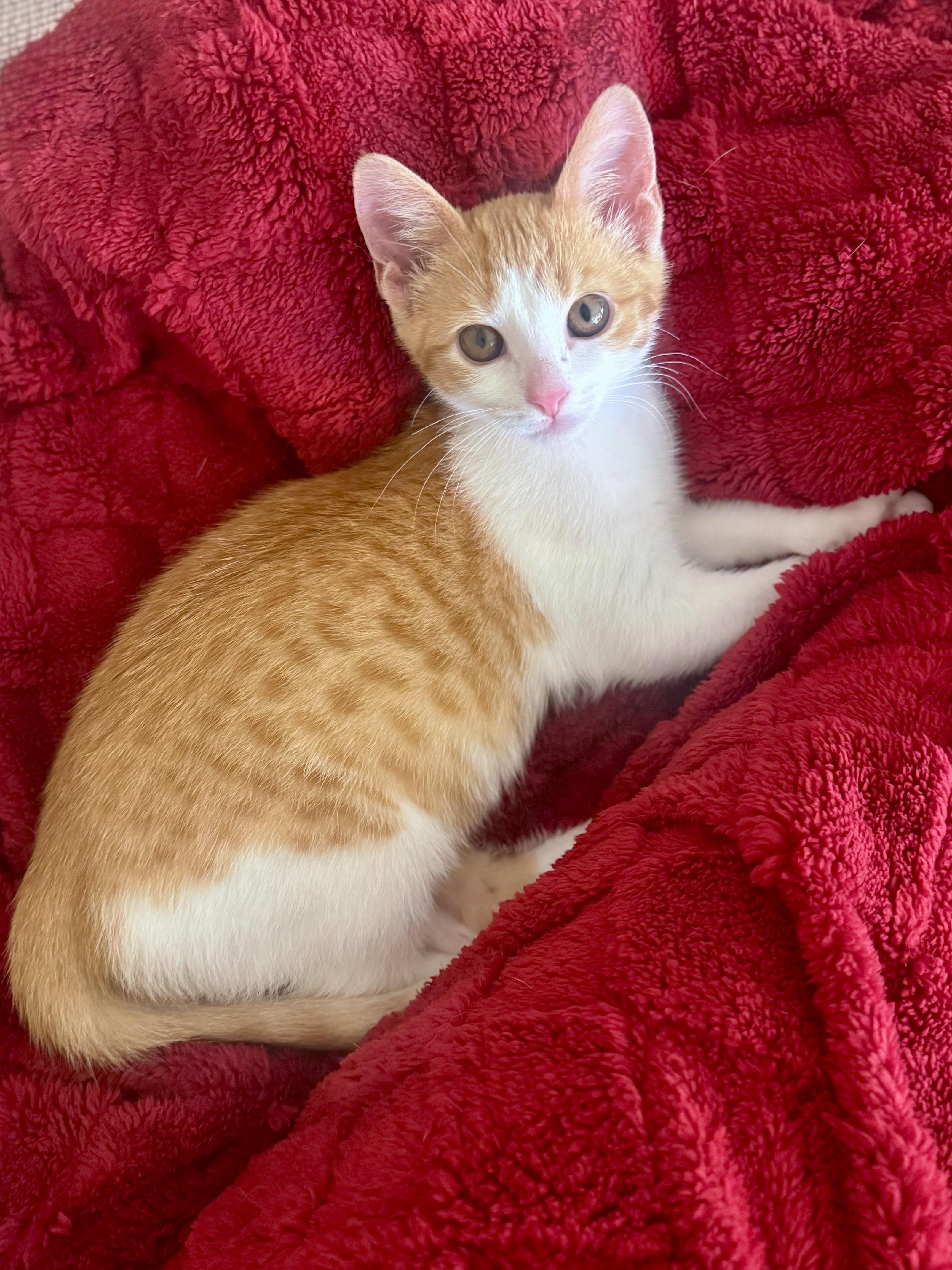 Clementine, an adoptable Domestic Short Hair in Mississippi State, MS image 1/6