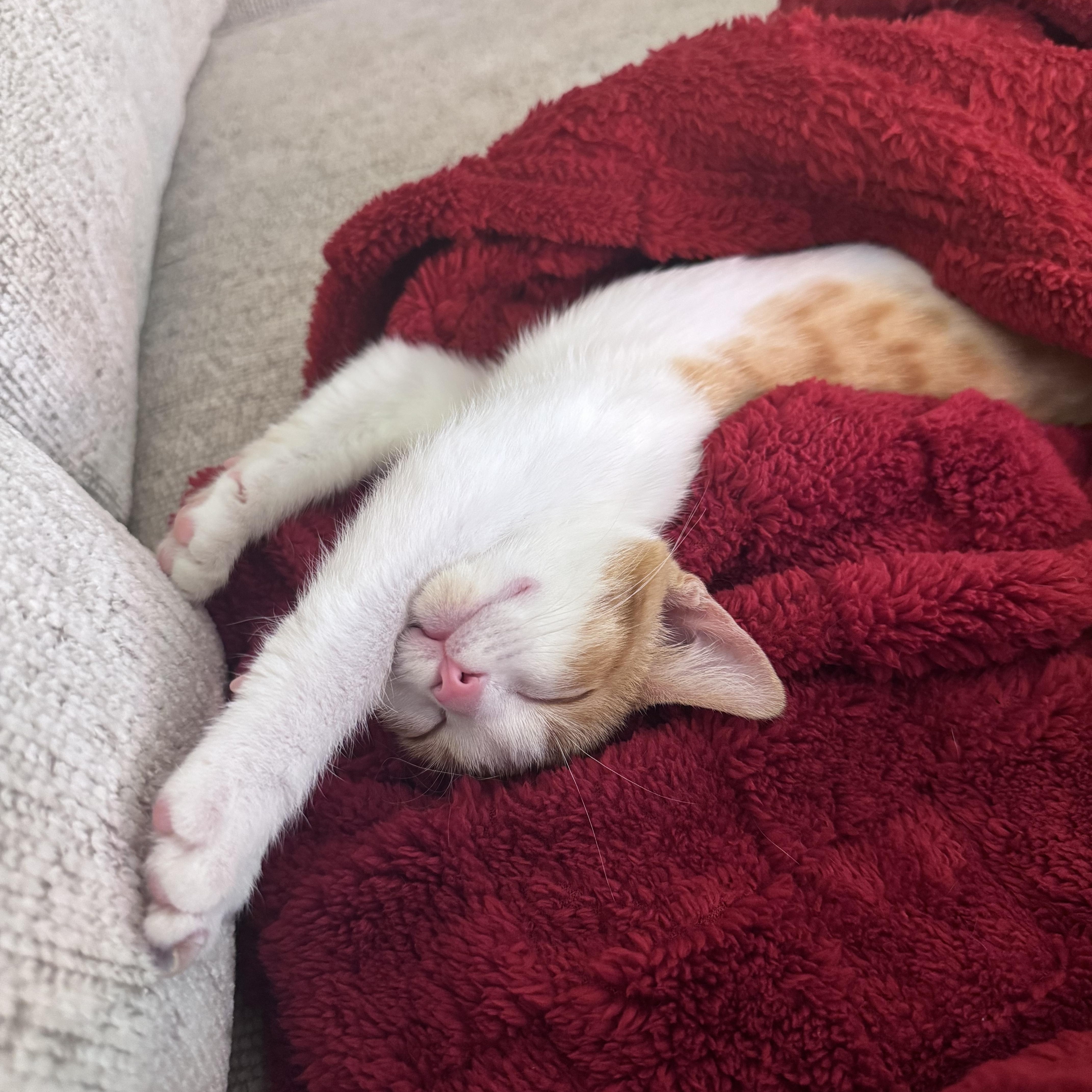 Clementine, an adoptable Domestic Short Hair in Mississippi State, MS image 5/6