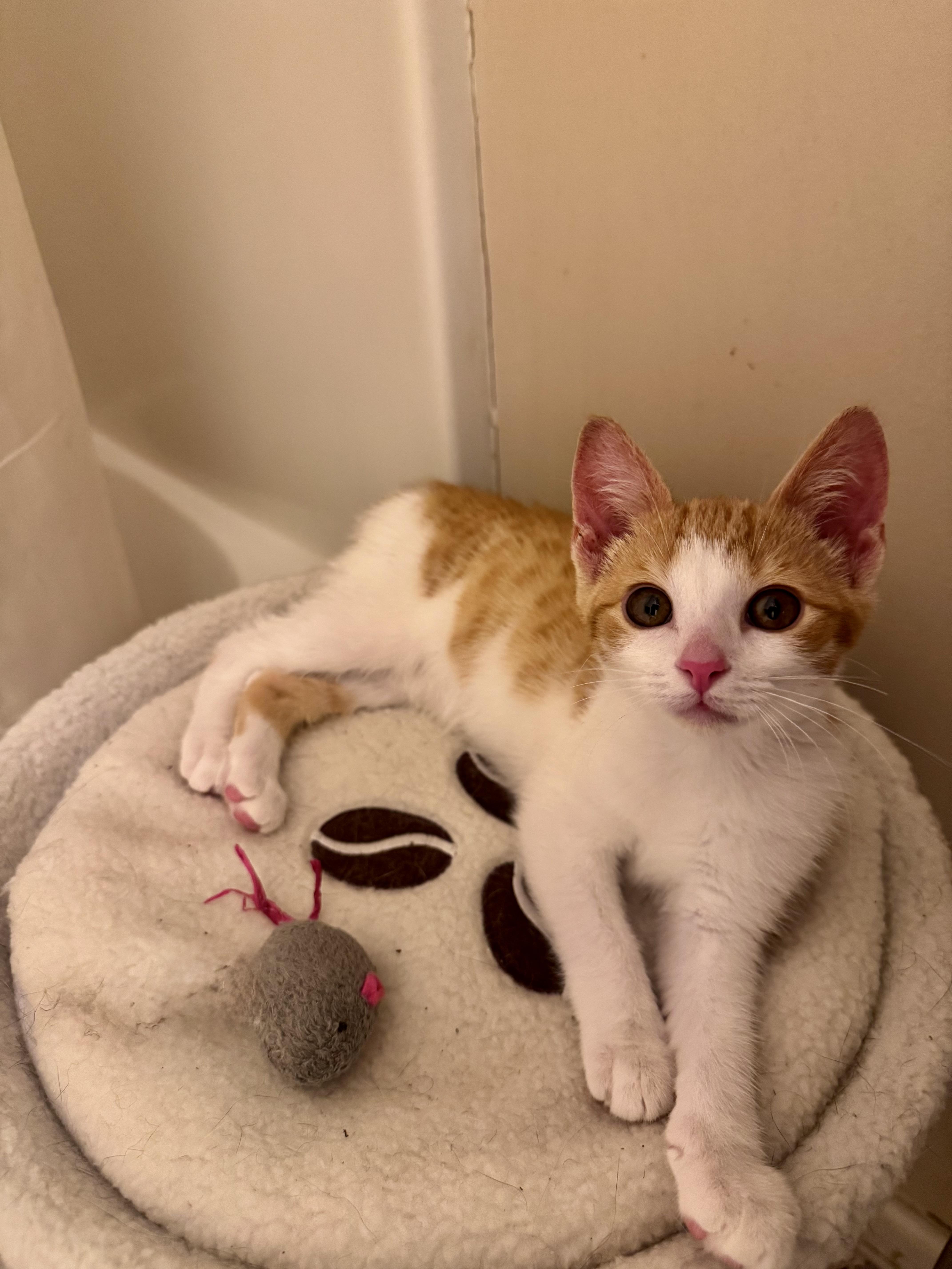 Clementine, an adoptable Domestic Short Hair in Mississippi State, MS image 4/6