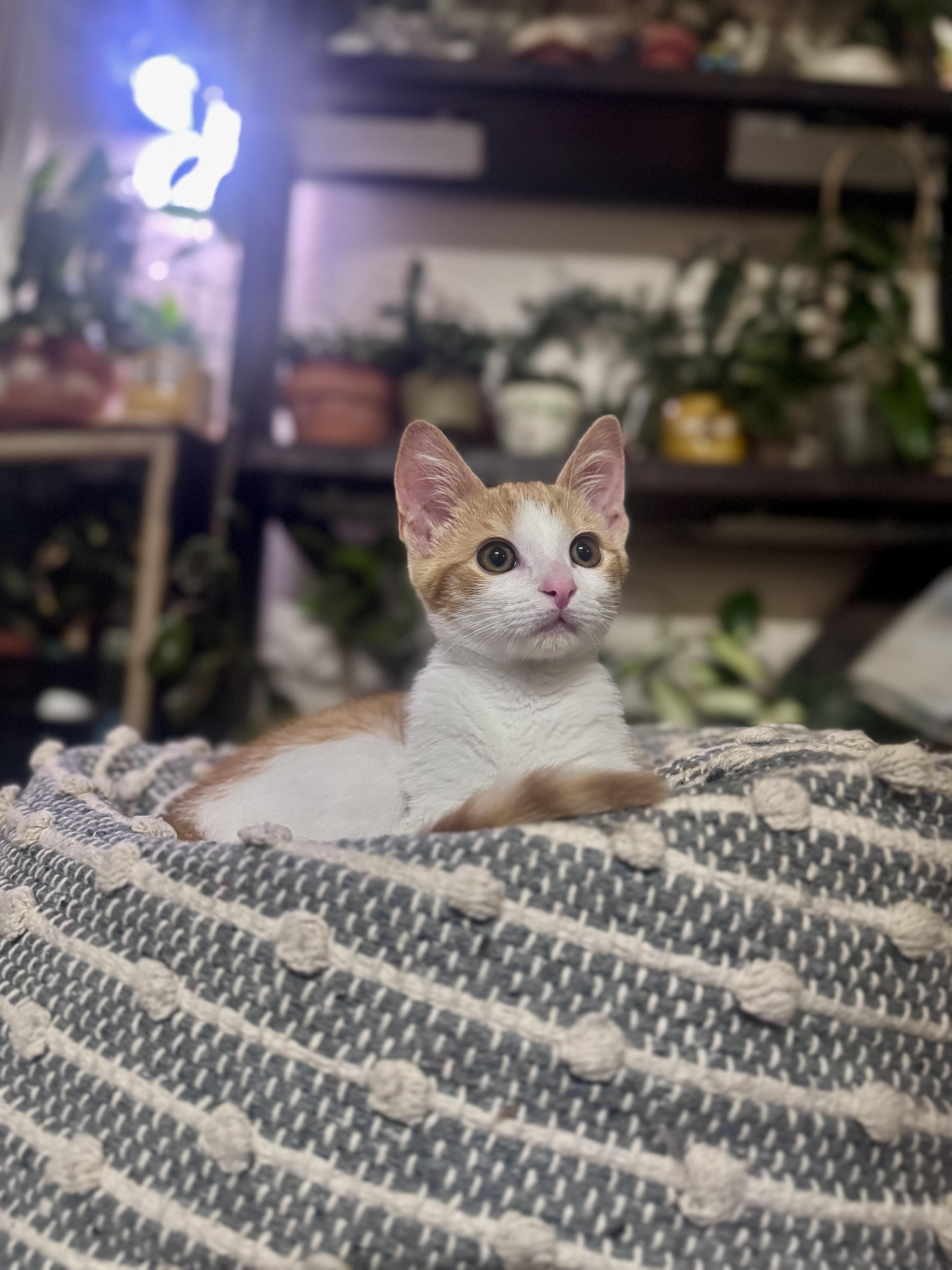 Clementine, an adoptable Domestic Short Hair in Mississippi State, MS image 3/6