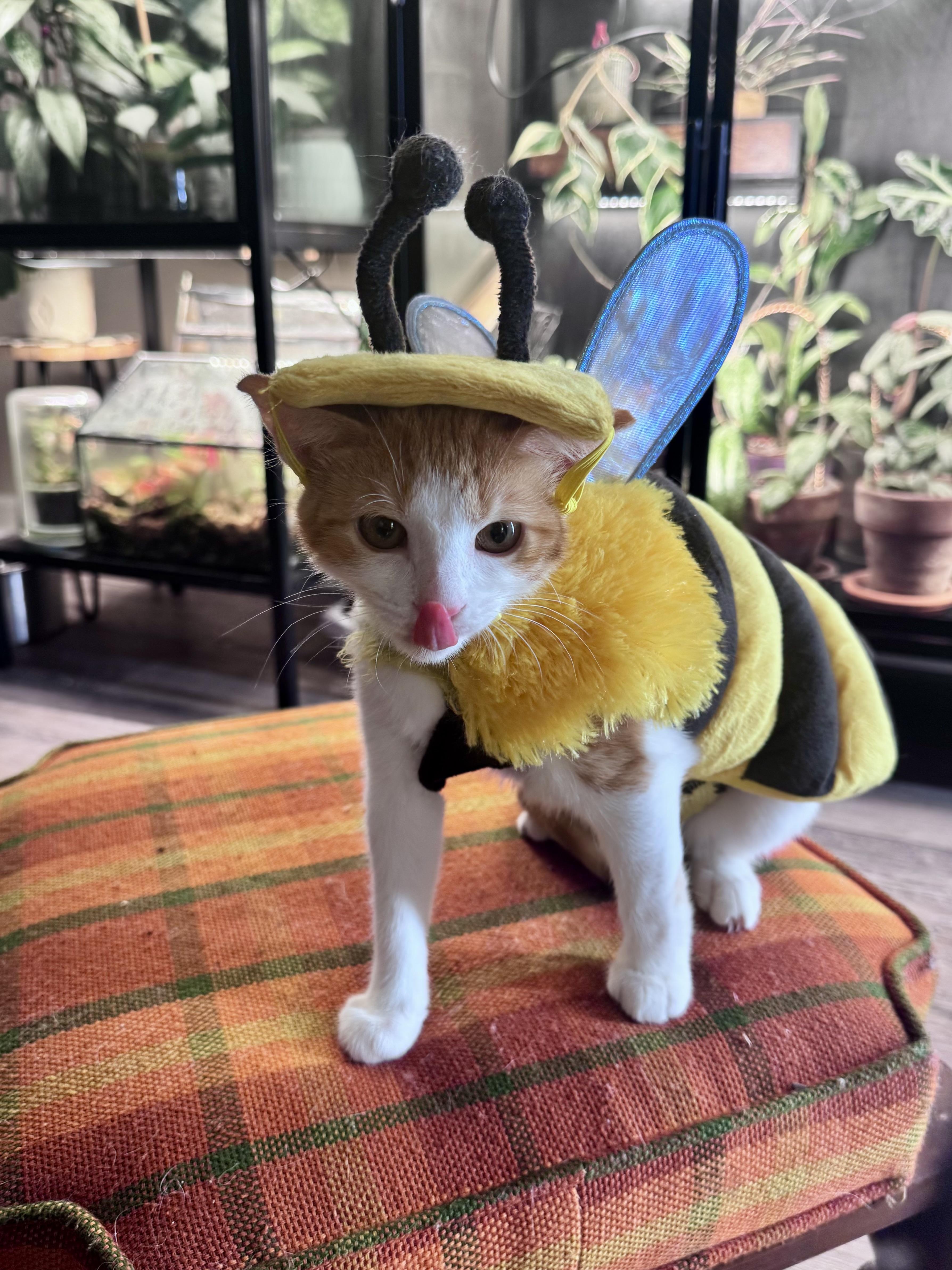 Clementine, adoptable, Kitten Female Domestic Short Hair.