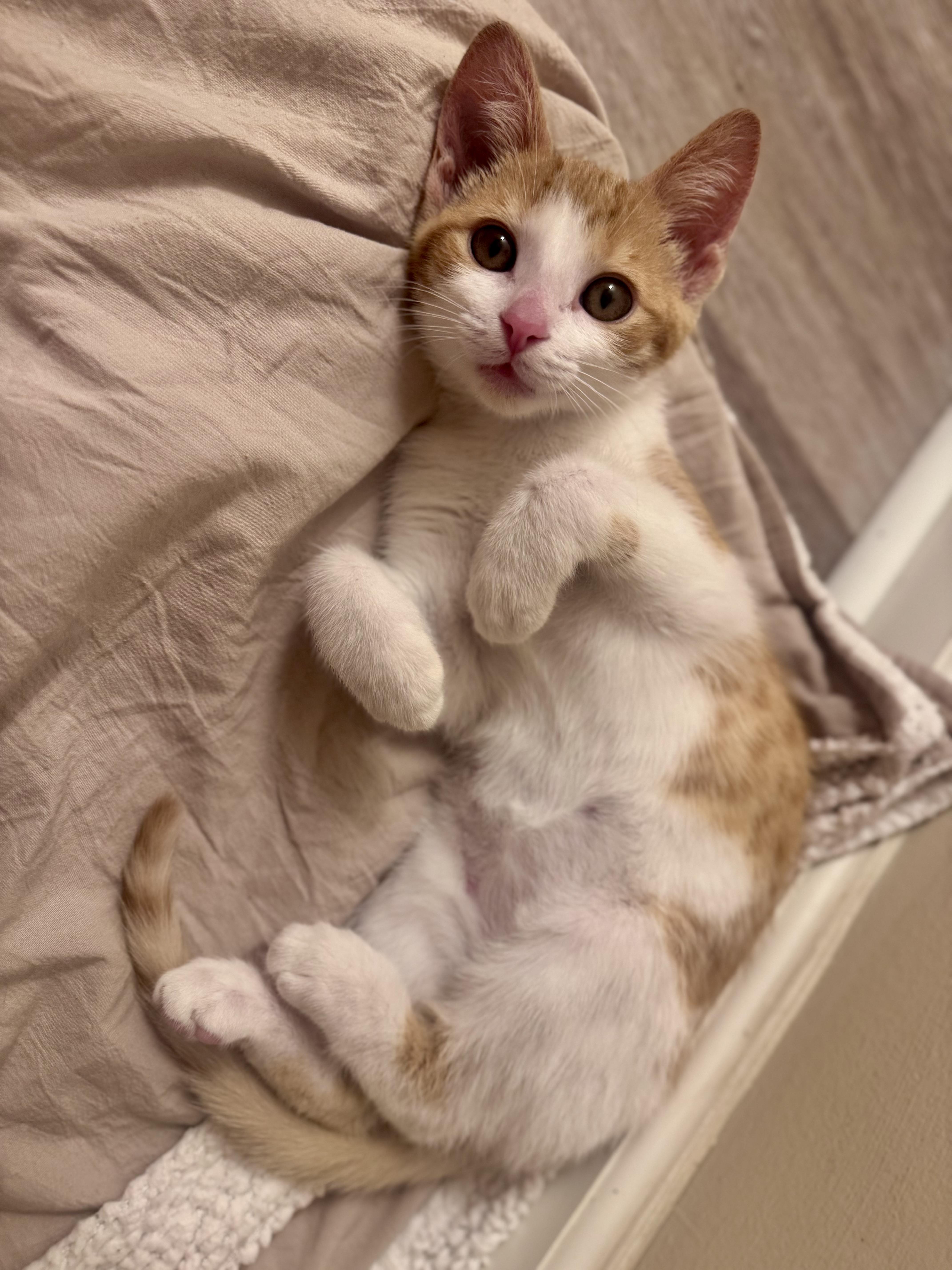 Clementine, adoptable, Kitten Female Domestic Short Hair.
