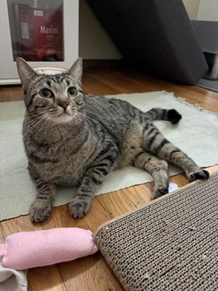 Cinnamon, Adoptable, Adult Female Domestic Short Hair & Tabby.