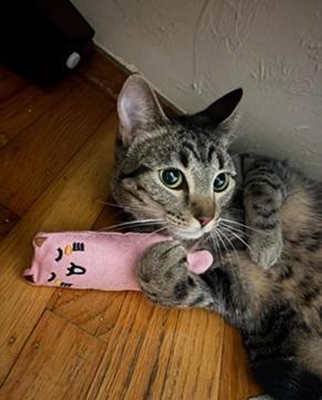 Enlarge Cinnamon, a Adoptable mixed breed in San Francisco, CA image 2/6