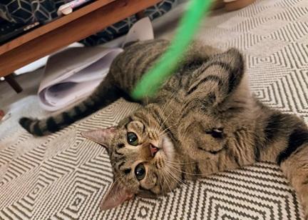 Enlarge Cinnamon, a Adoptable mixed breed in San Francisco, CA image 3/6