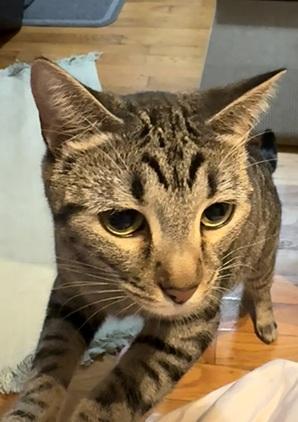 Enlarge Cinnamon, a Adoptable mixed breed in San Francisco, CA image 6/6