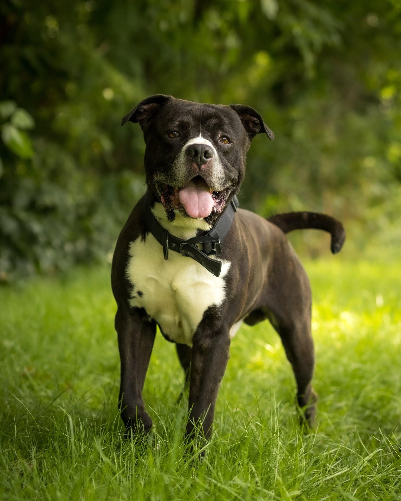 SULLEY (0130), ADOPTABLE, Adult Male American Bully.