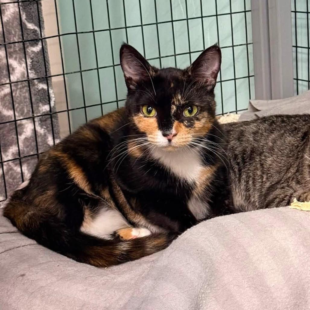 Grammy, Adoptable, Young Female Domestic Short Hair.