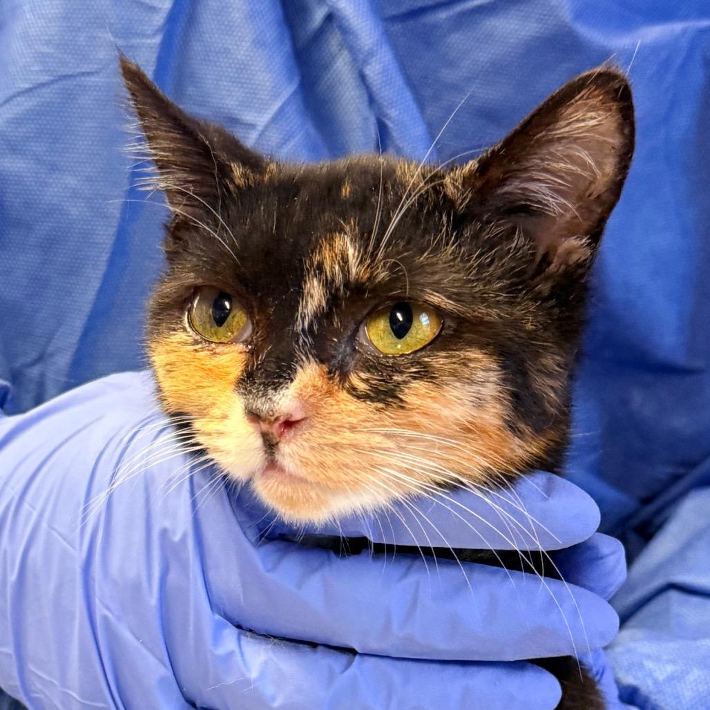 Grammy, a Adoptable Domestic Short Hair in Redwood Valley, CA image 2/5