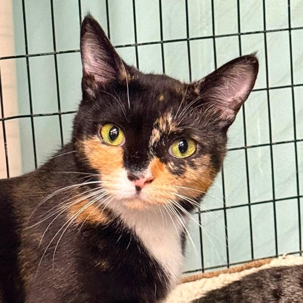 Grammy, a Adoptable Domestic Short Hair in Redwood Valley, CA image 3/5