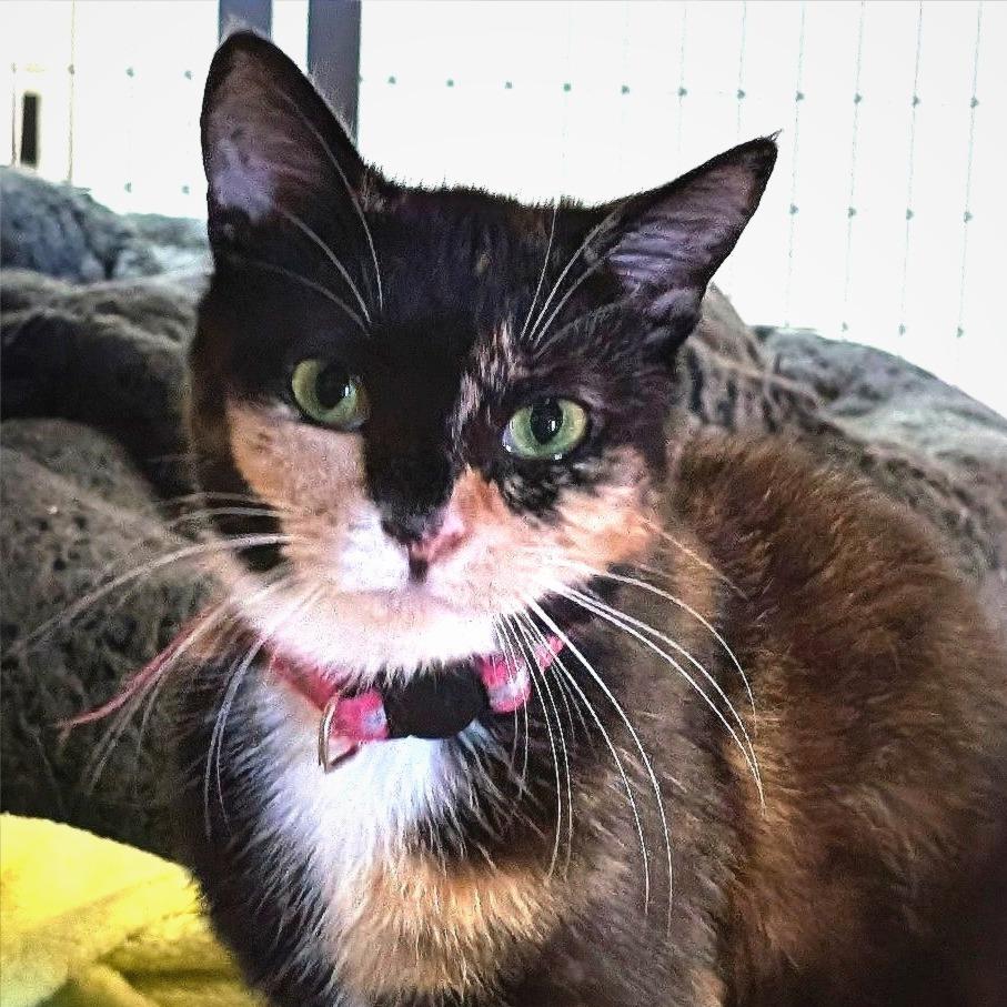 Grammy, a Adoptable Domestic Short Hair in Redwood Valley, CA image 4/5
