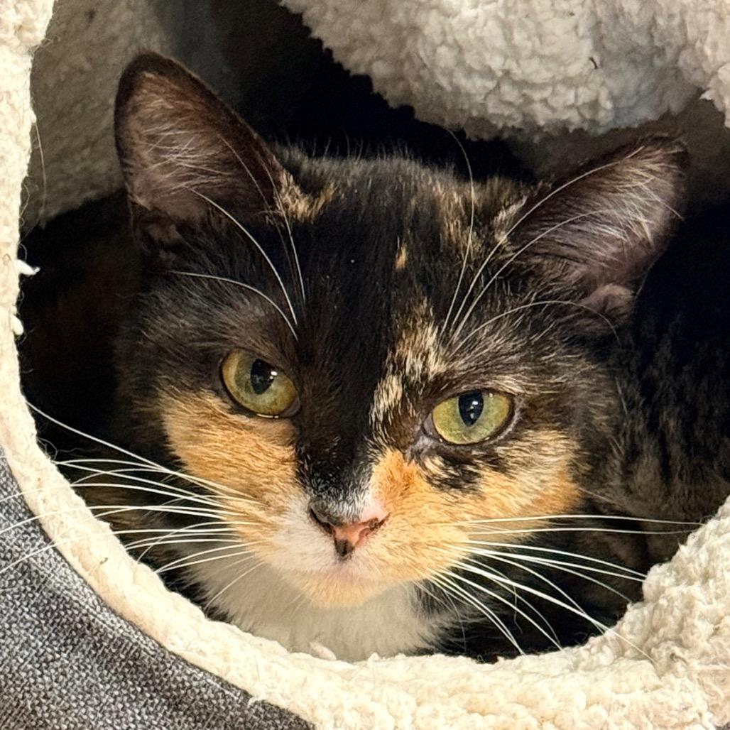 Grammy, a Adoptable Domestic Short Hair in Redwood Valley, CA image 5/5