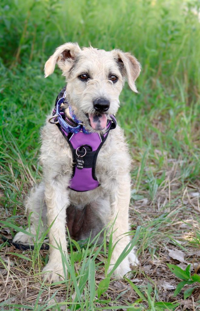 Enlarge Alissa, a Adoptable mixed breed in Savage, MN image 1/4
