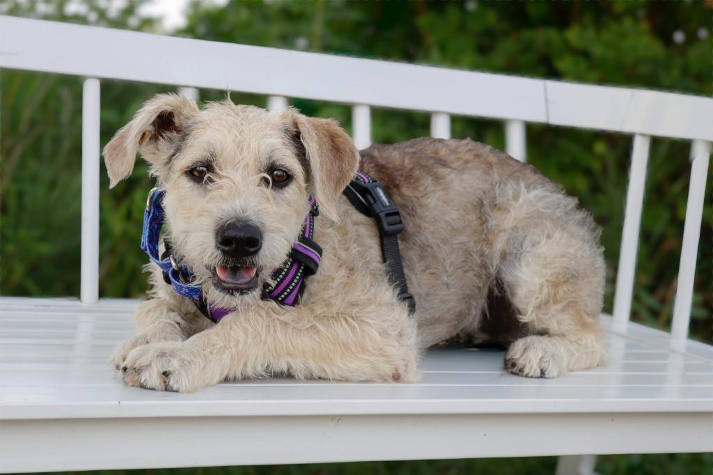 Enlarge Alissa, a Adoptable mixed breed in Savage, MN image 2/4