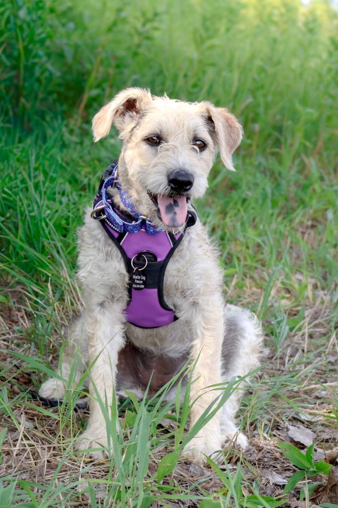 Enlarge Alissa, a Adoptable mixed breed in Savage, MN image 3/4
