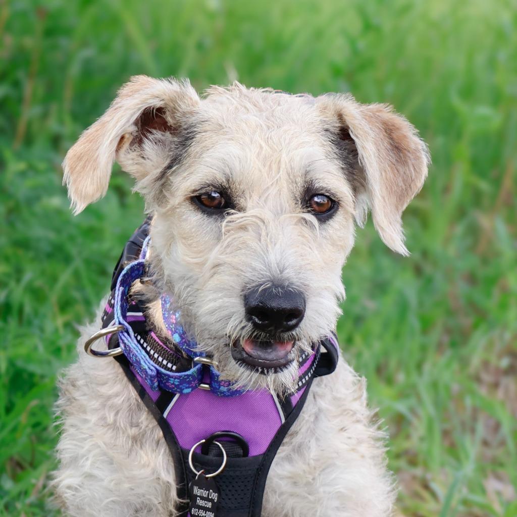 Enlarge Alissa, a Adoptable mixed breed in Savage, MN image 4/4