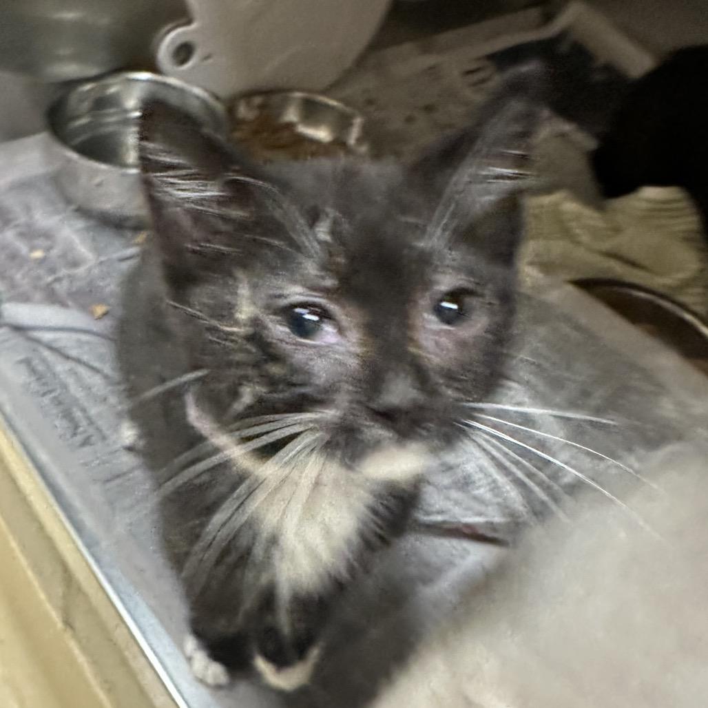 Enlarge Sansa (Lavender), a Adoptable Domestic Short Hair in Winston-Salem, NC image 1/1