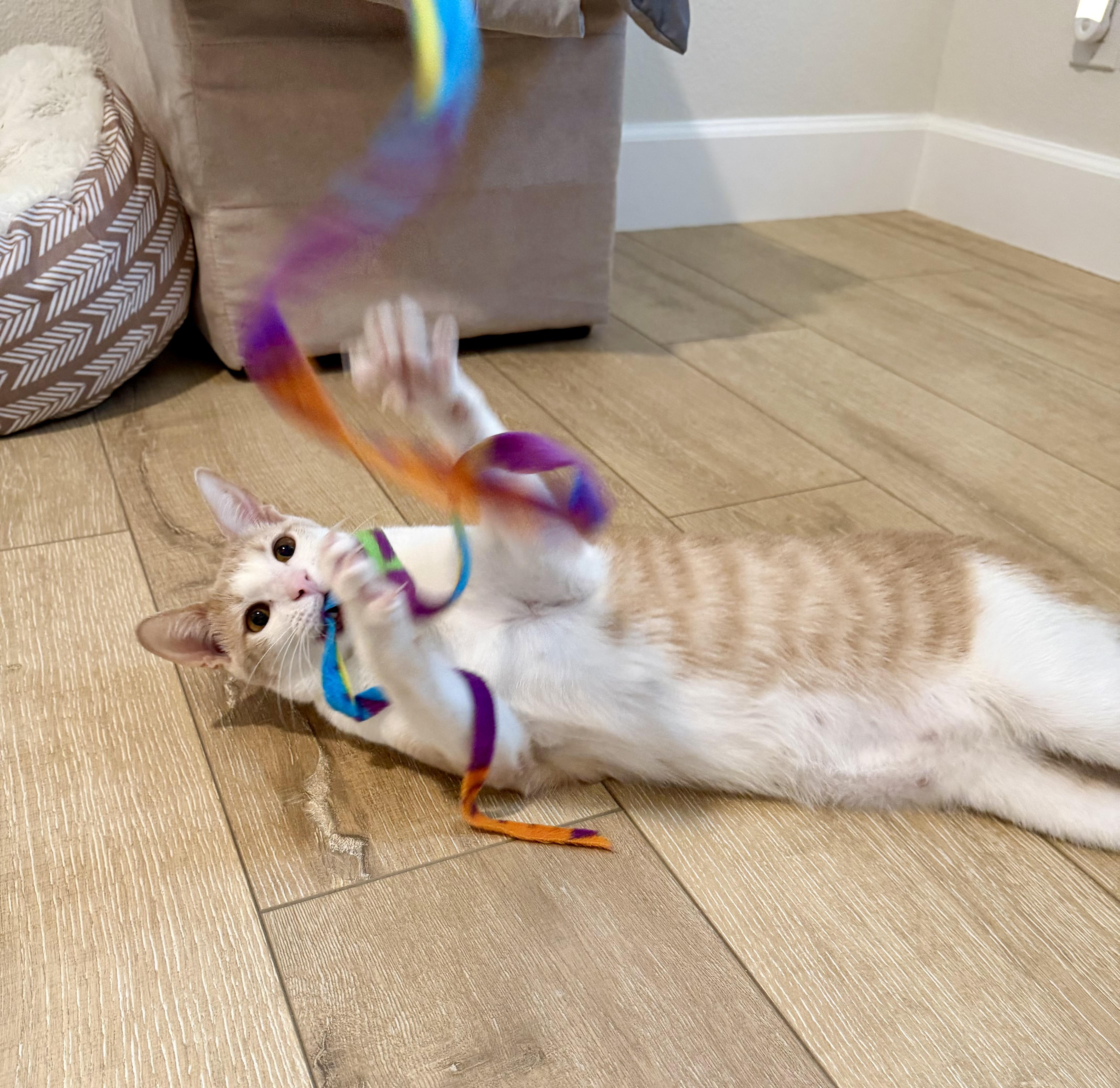 Enlarge Theo & Meowgarita, an adopted mixed breed in Mission Viejo, CA image 2/5