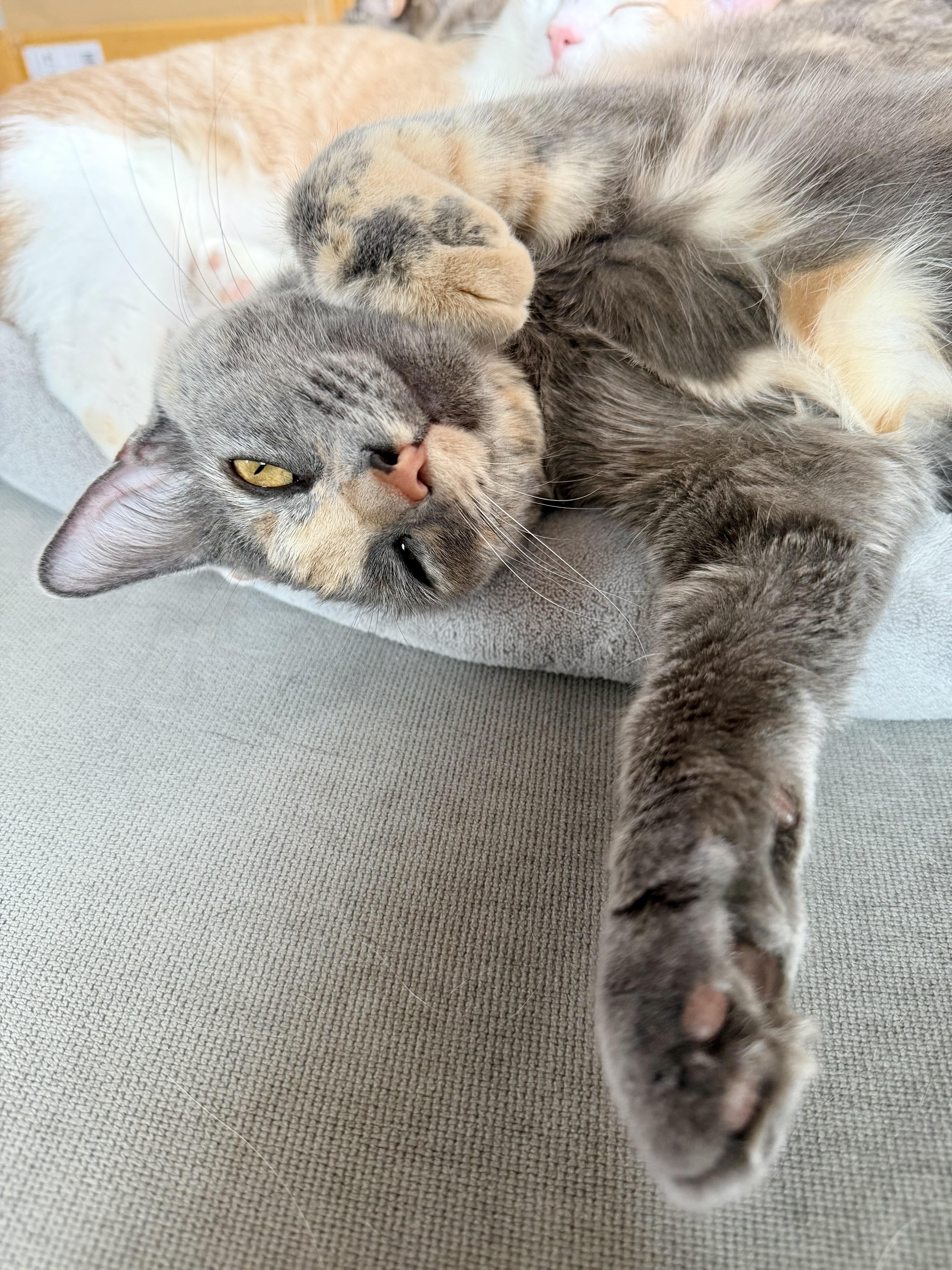 Enlarge Theo & Meowgarita, an adopted mixed breed in Mission Viejo, CA image 5/5