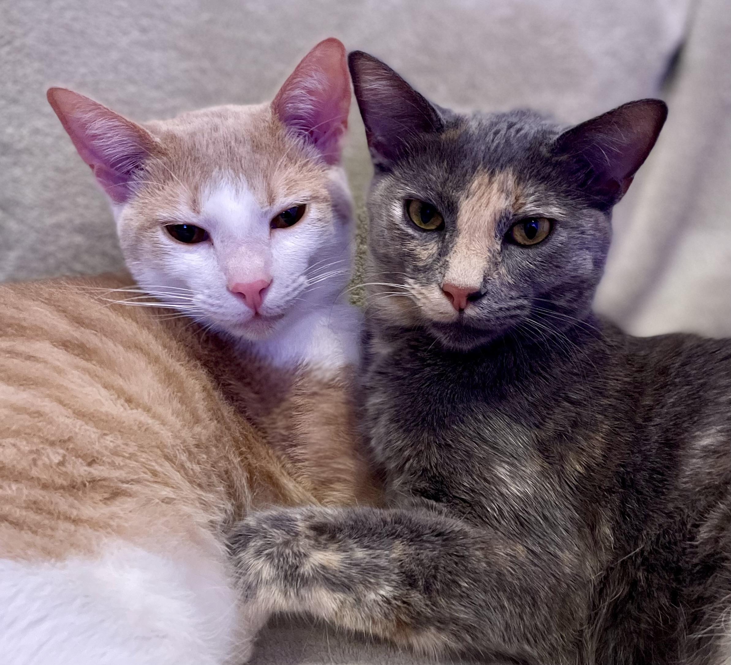 Theo & Meowgarita, adopted, Kitten Male American Shorthair & Dilute Tortoiseshell.