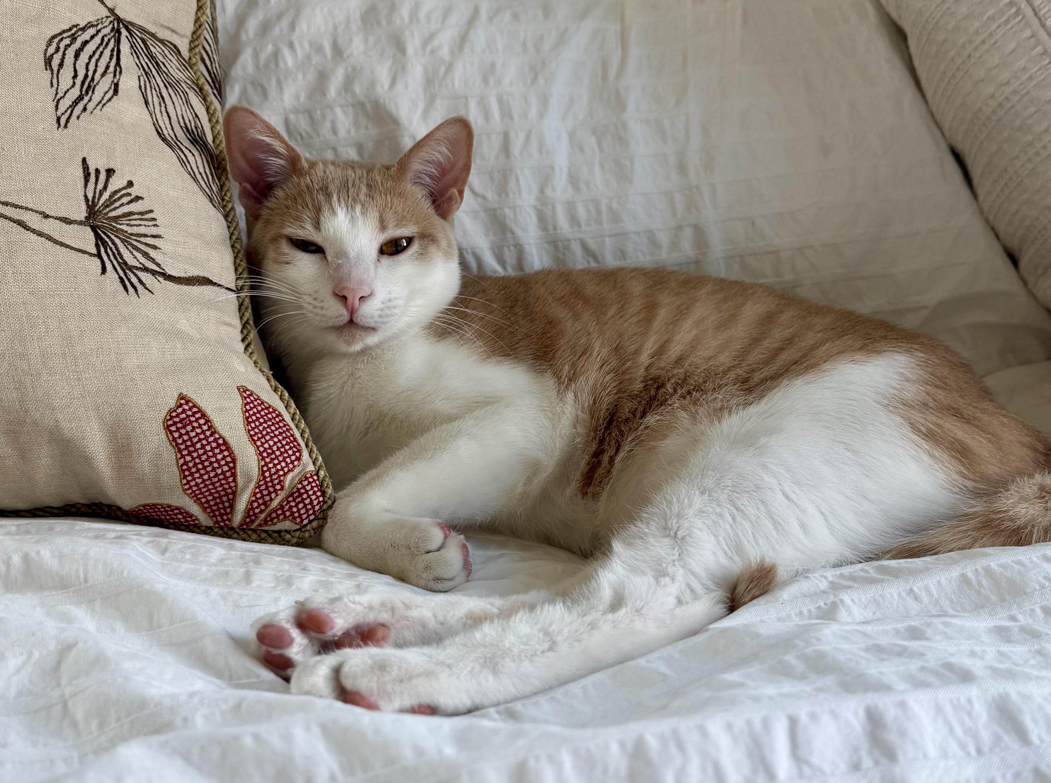 Enlarge Theo & Meowgarita, an adopted mixed breed in Mission Viejo, CA image 4/5