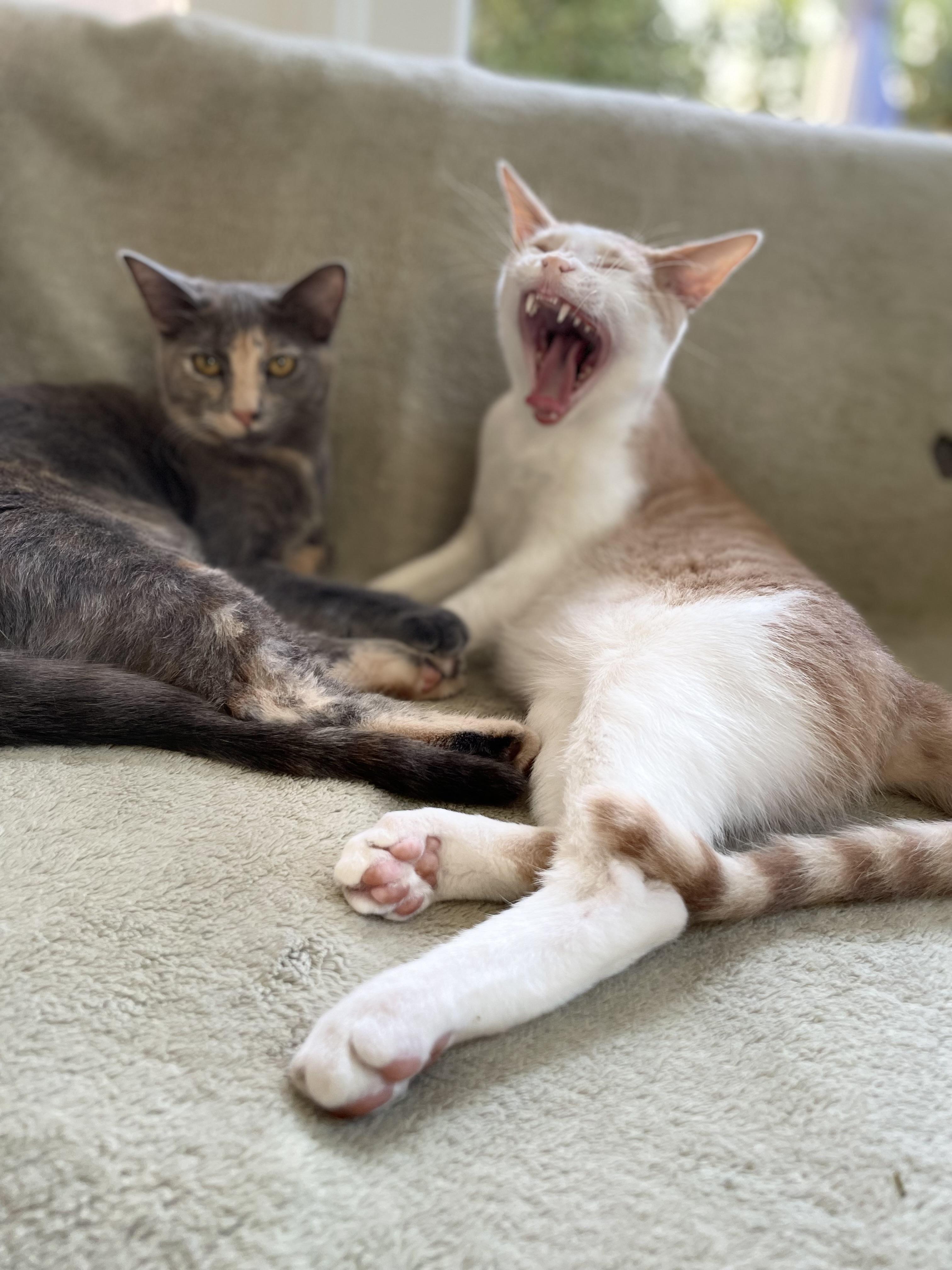 Enlarge Theo & Meowgarita, an adopted mixed breed in Mission Viejo, CA image 3/5