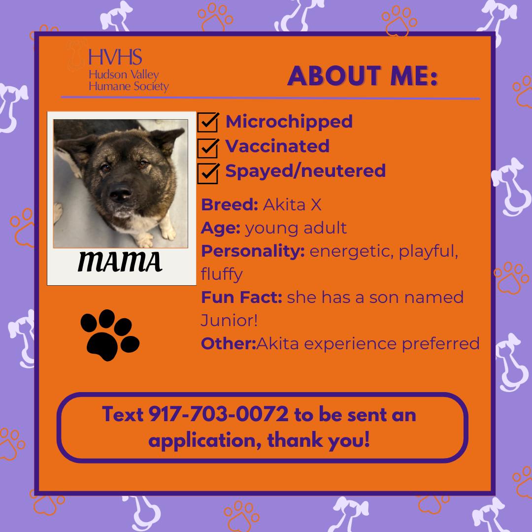 MAMA , a Adoptable mixed breed in Pomona, NY image 2/2