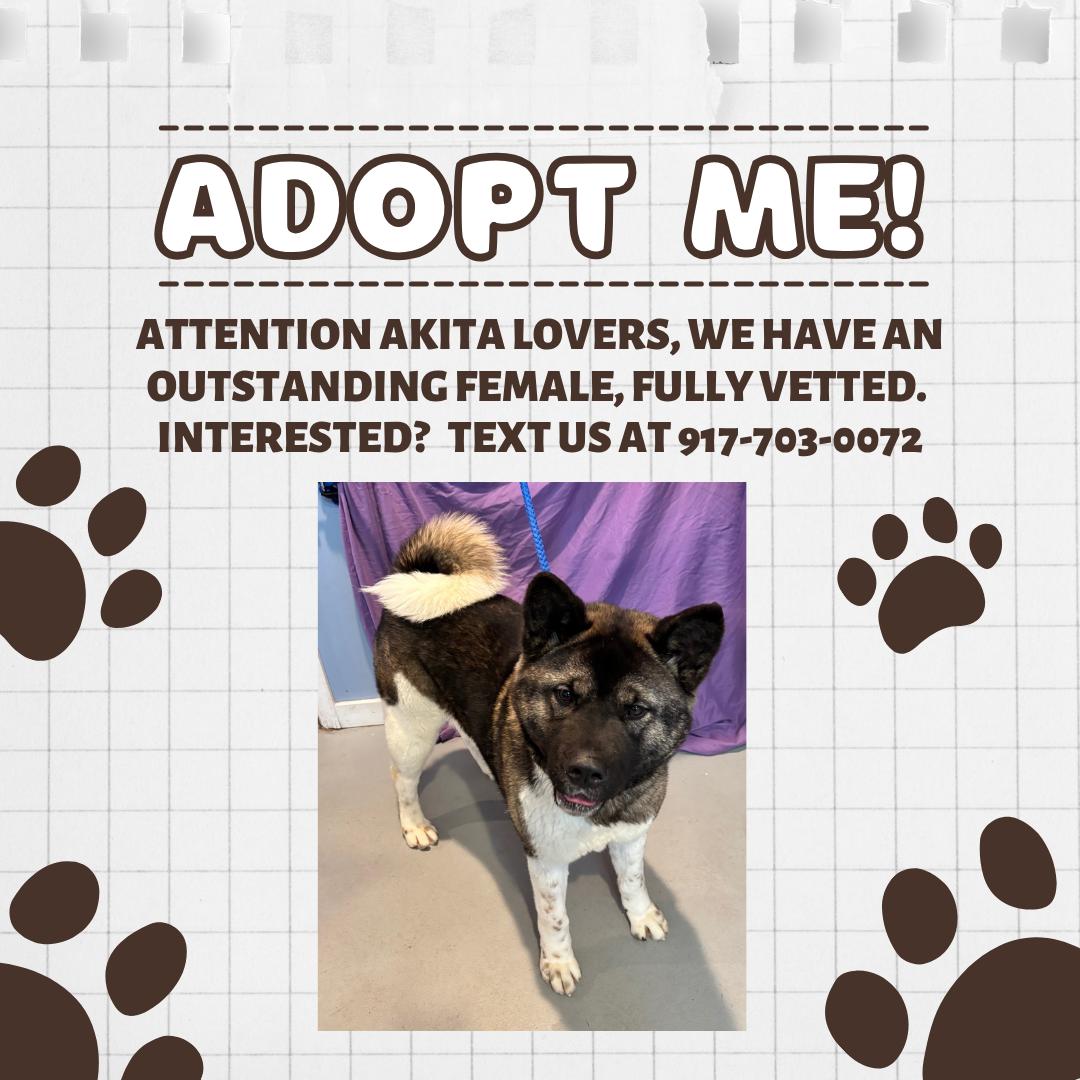MAMA AKITA, Adoptable, Adult Female Akita.