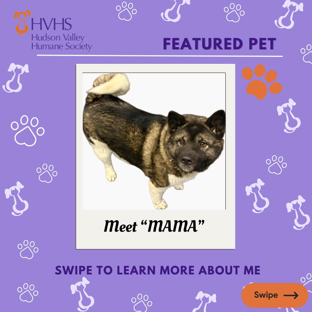 Enlarge MAMA , a Adoptable mixed breed in Pomona, NY image 1/2