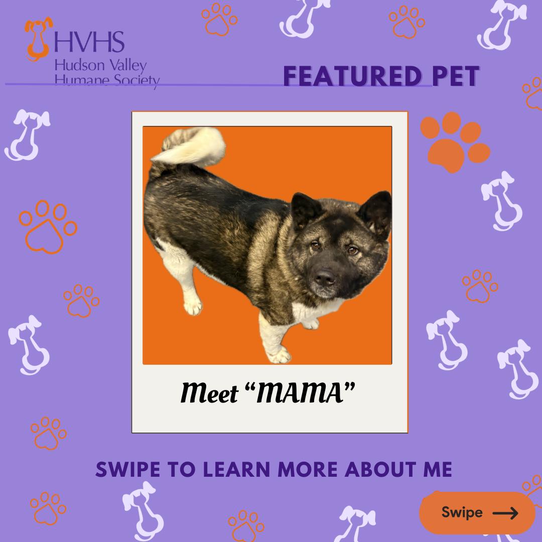 MAMA , Adoptable, Adult Female Akita.