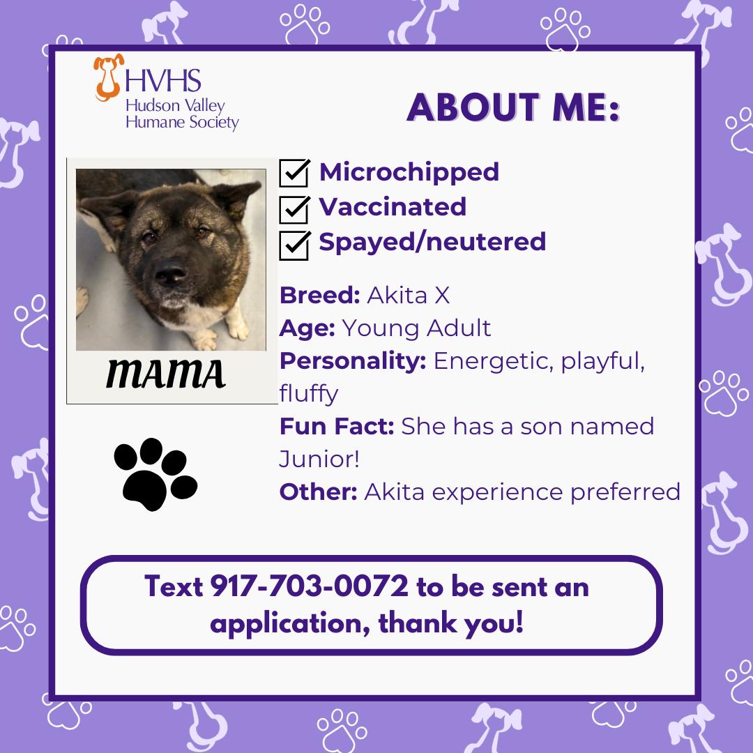 Enlarge MAMA , a Adoptable mixed breed in Pomona, NY image 2/2