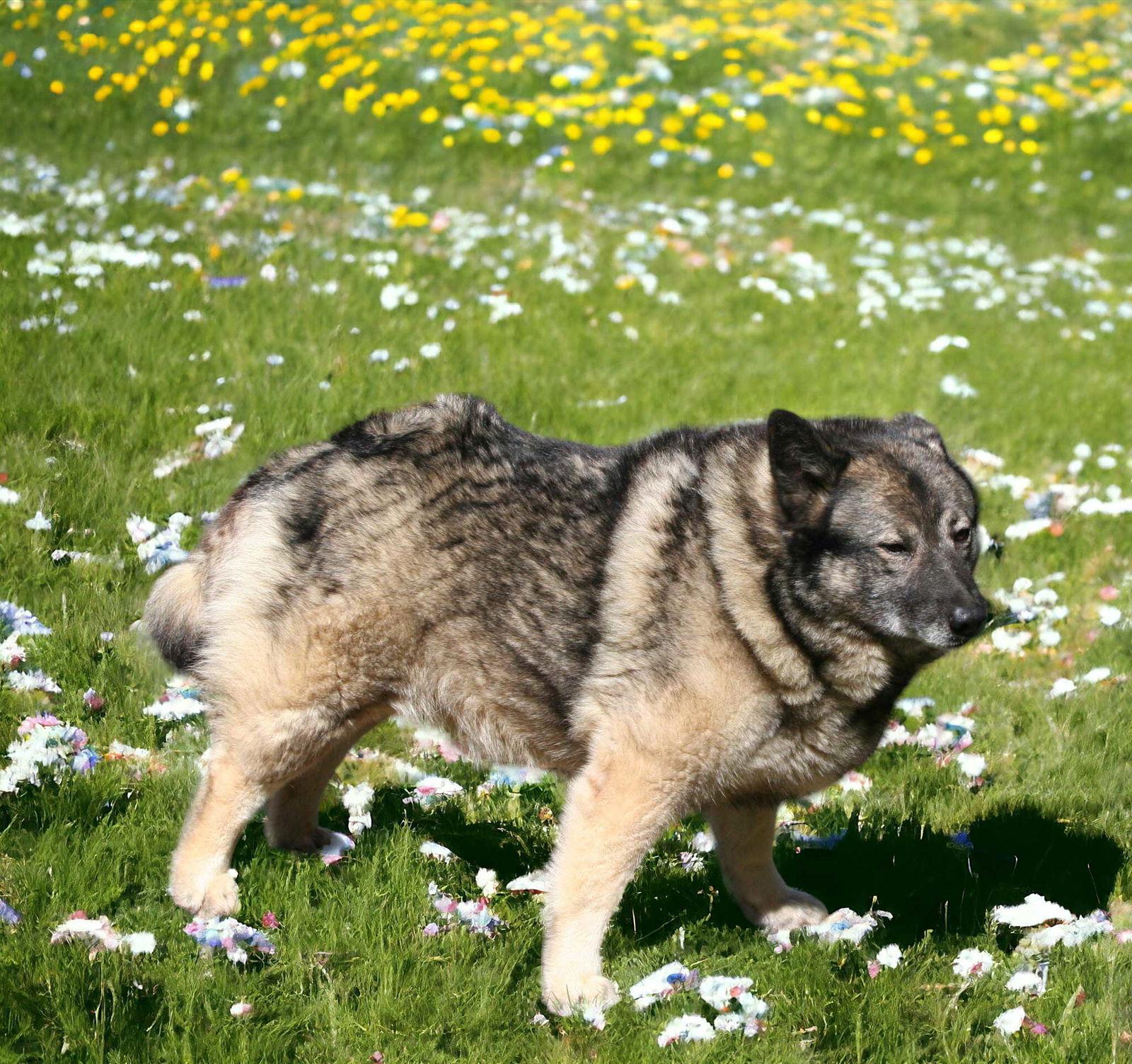 BJAARK, Adopted, Adult Female Norwegian Elkhound.