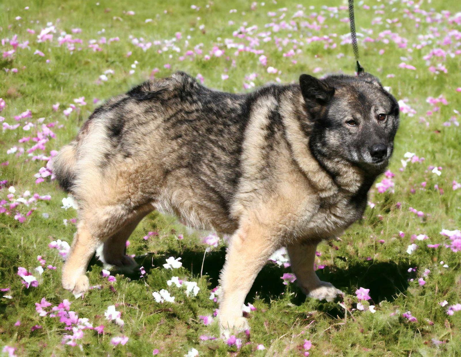 Enlarge BJAARK, a Adopted Norwegian Elkhound in Franklin, TN image 2/2