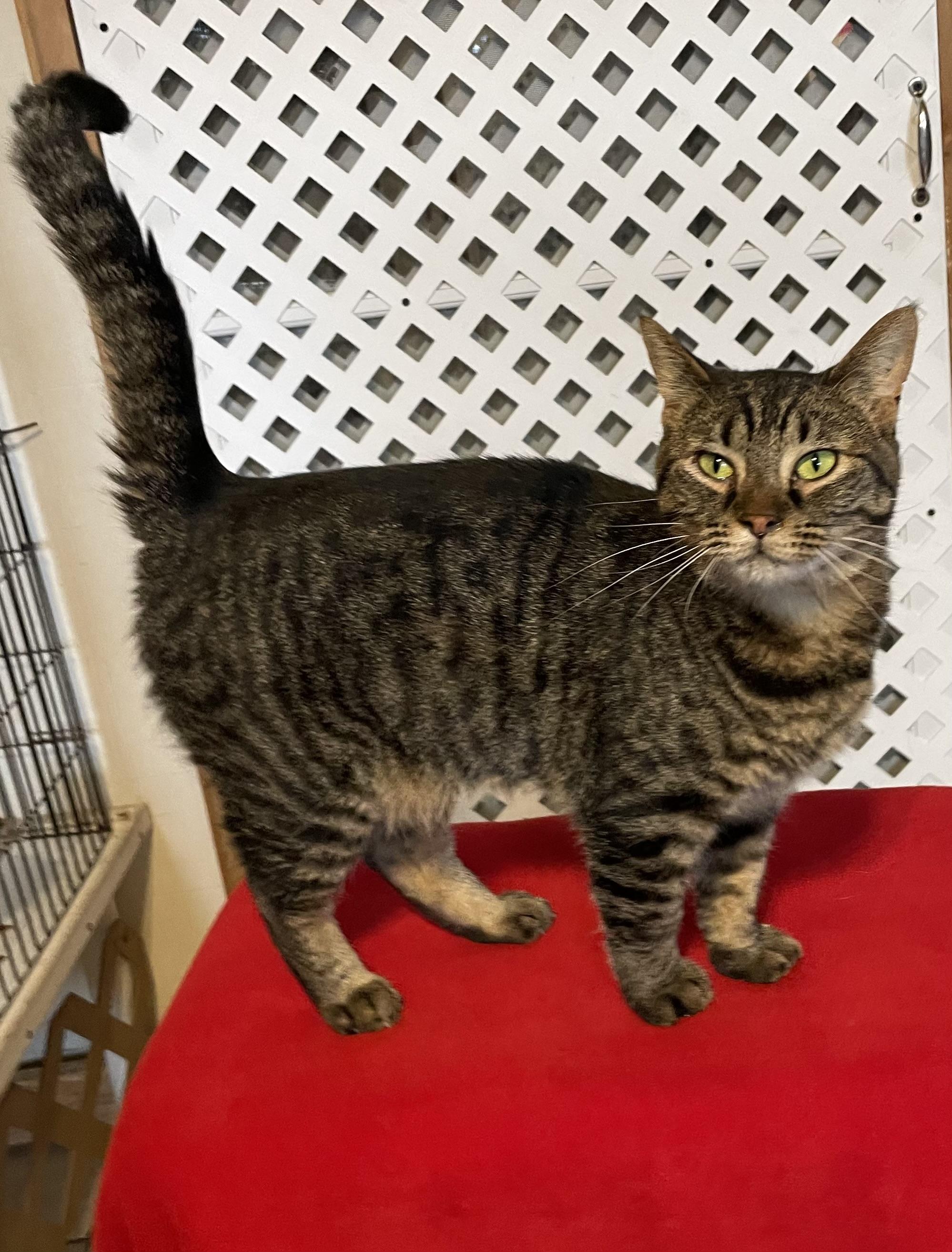 Enlarge Jasmine, a Adoptable mixed breed in Lacon, IL image 1/5