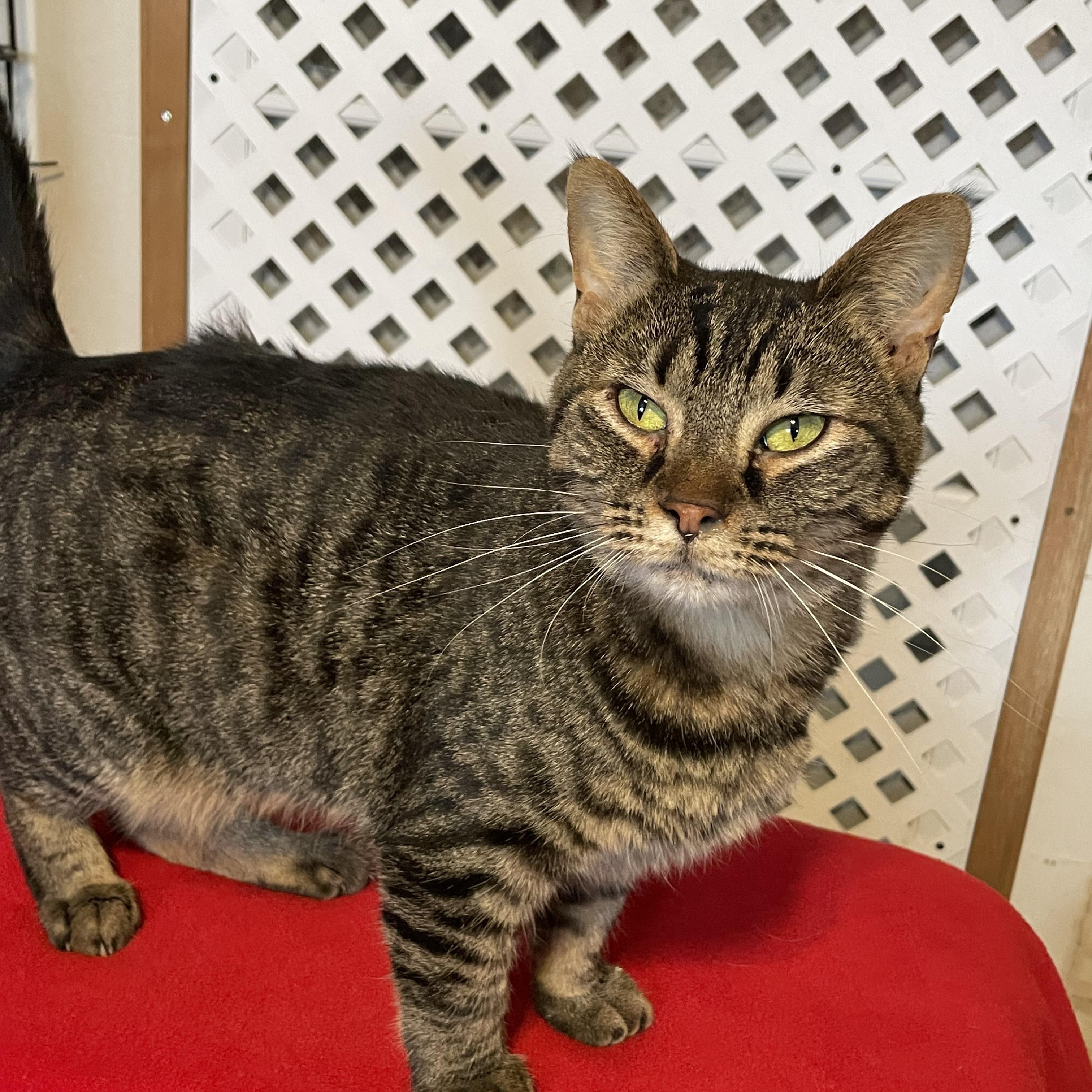 Enlarge Jasmine, a Adoptable mixed breed in Lacon, IL image 4/5