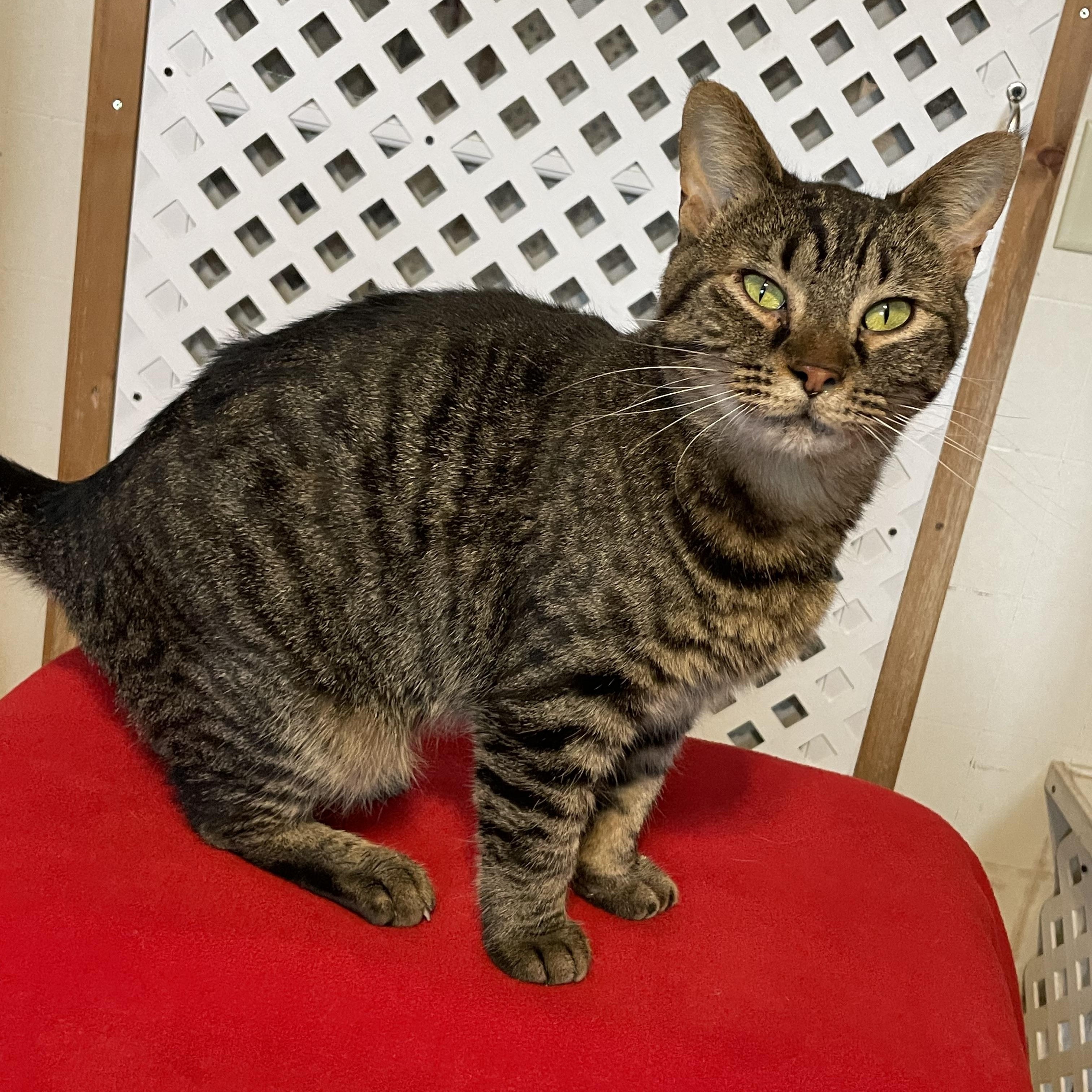 Enlarge Jasmine, a Adoptable mixed breed in Lacon, IL image 2/5