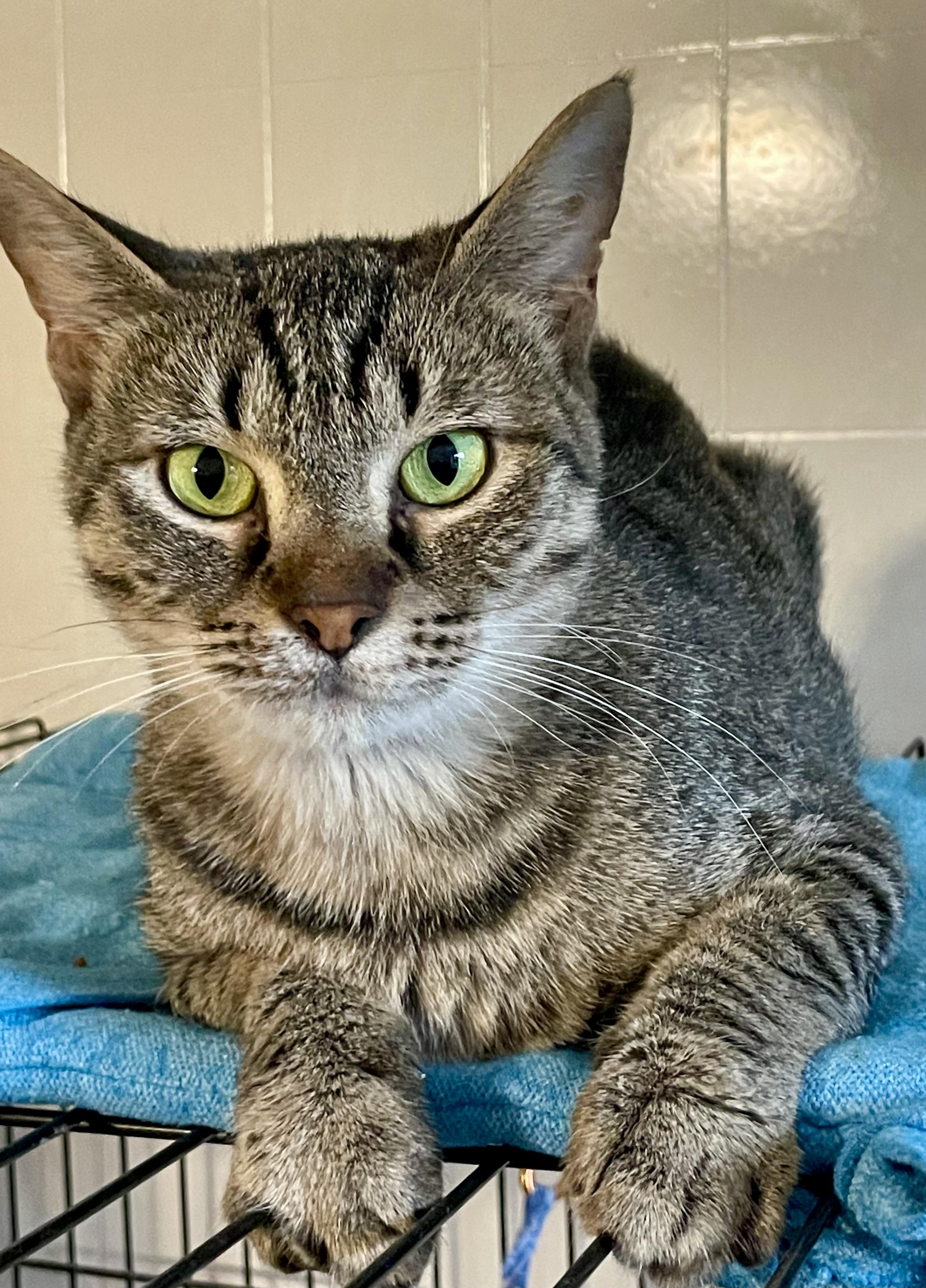 Enlarge Jasmine, a Adoptable mixed breed in Lacon, IL image 5/5