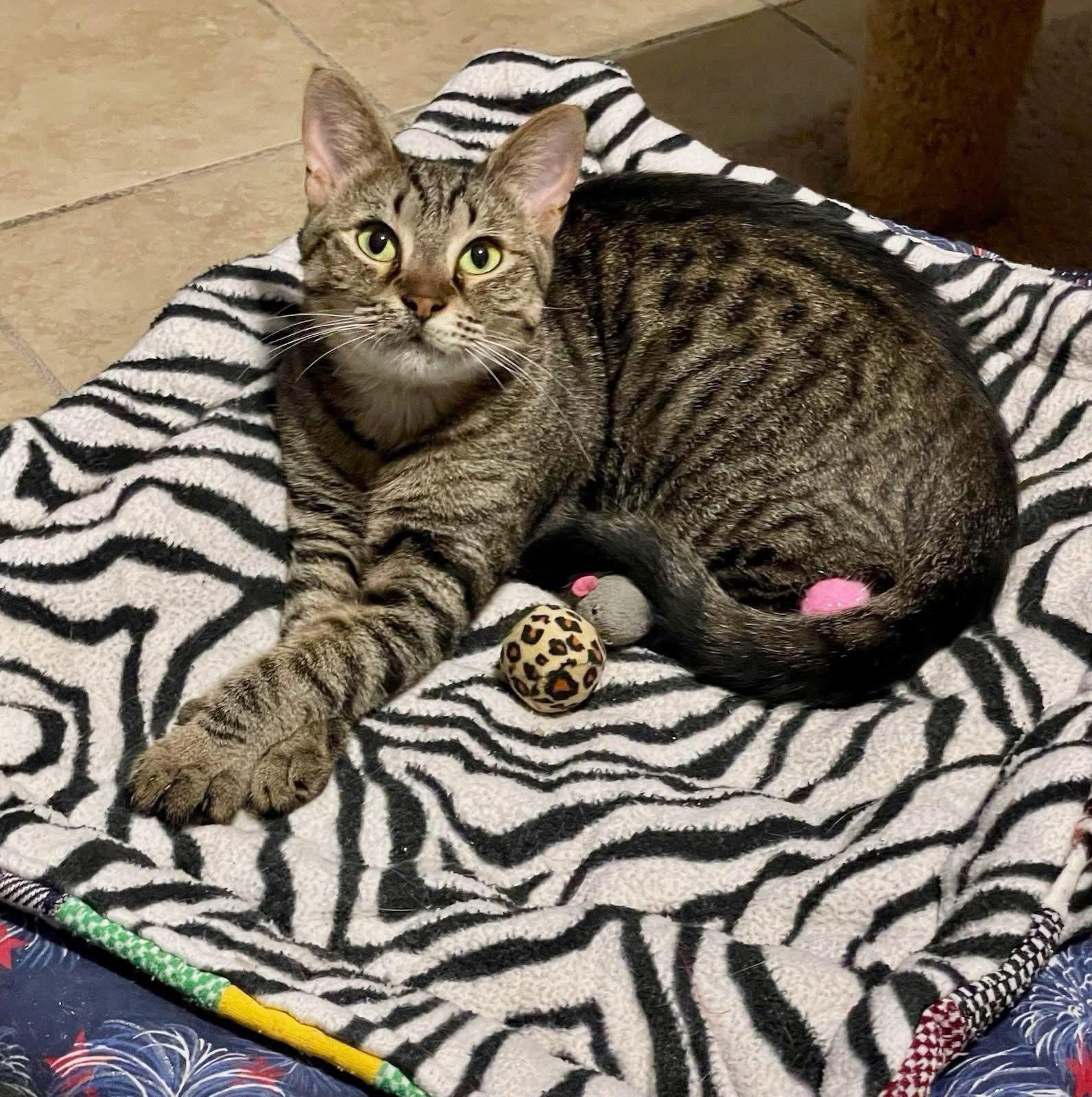 Enlarge Jasmine, a Adoptable mixed breed in Lacon, IL image 3/5