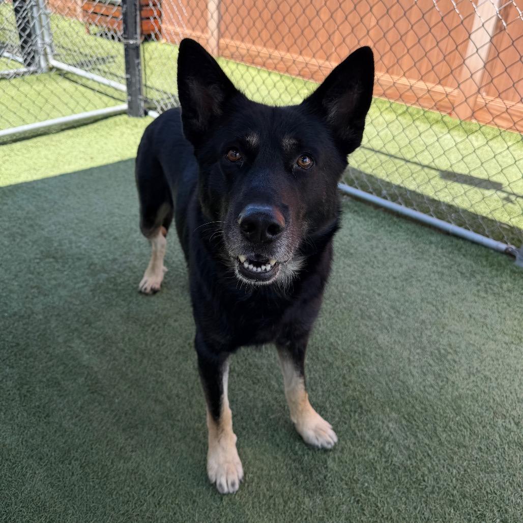 Edgar, Adoptable, Adult Male German Shepherd Dog & Mixed Breed.