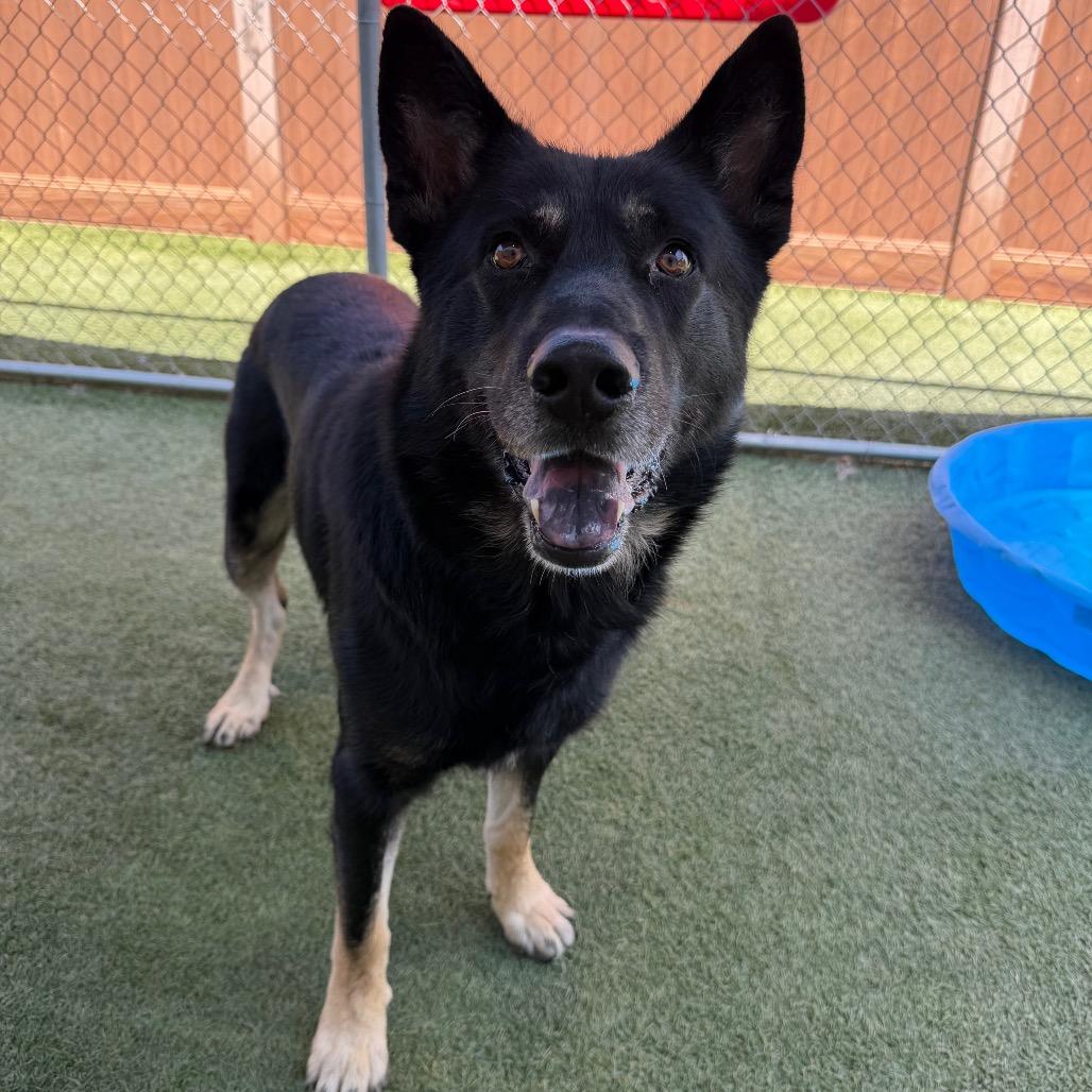 Enlarge Edgar, a Adoptable mixed breed in Hawthorne, CA image 2/2