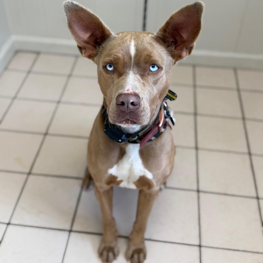 Avalon — thumbnail 2