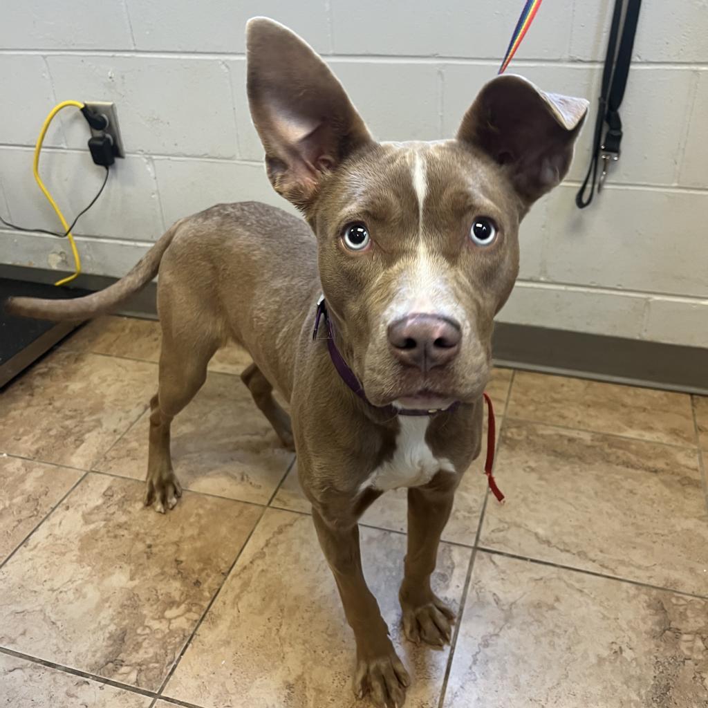 Avalon — thumbnail 3