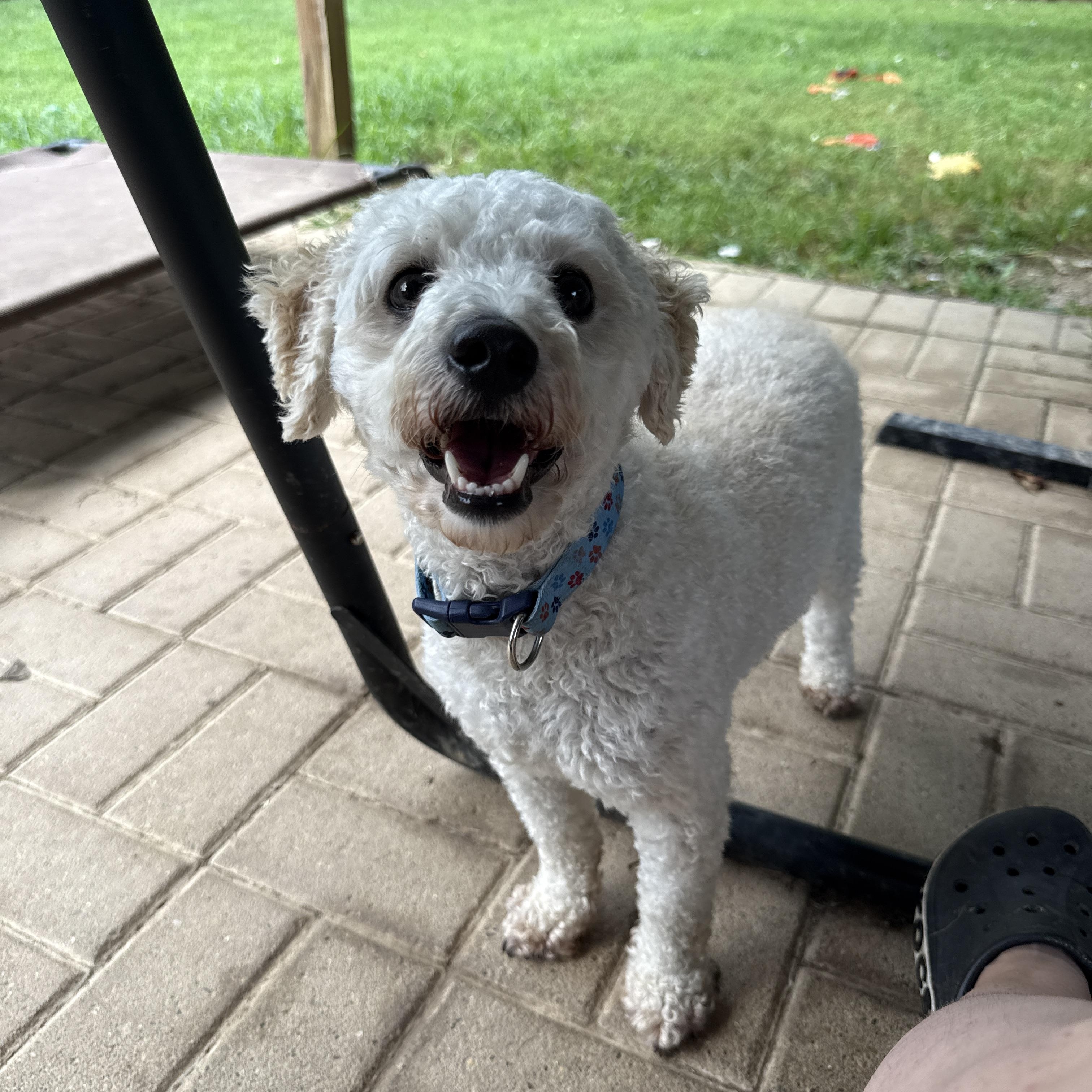 Hudson, an adopted mixed breed in Jeffersonville, IN image 2/3