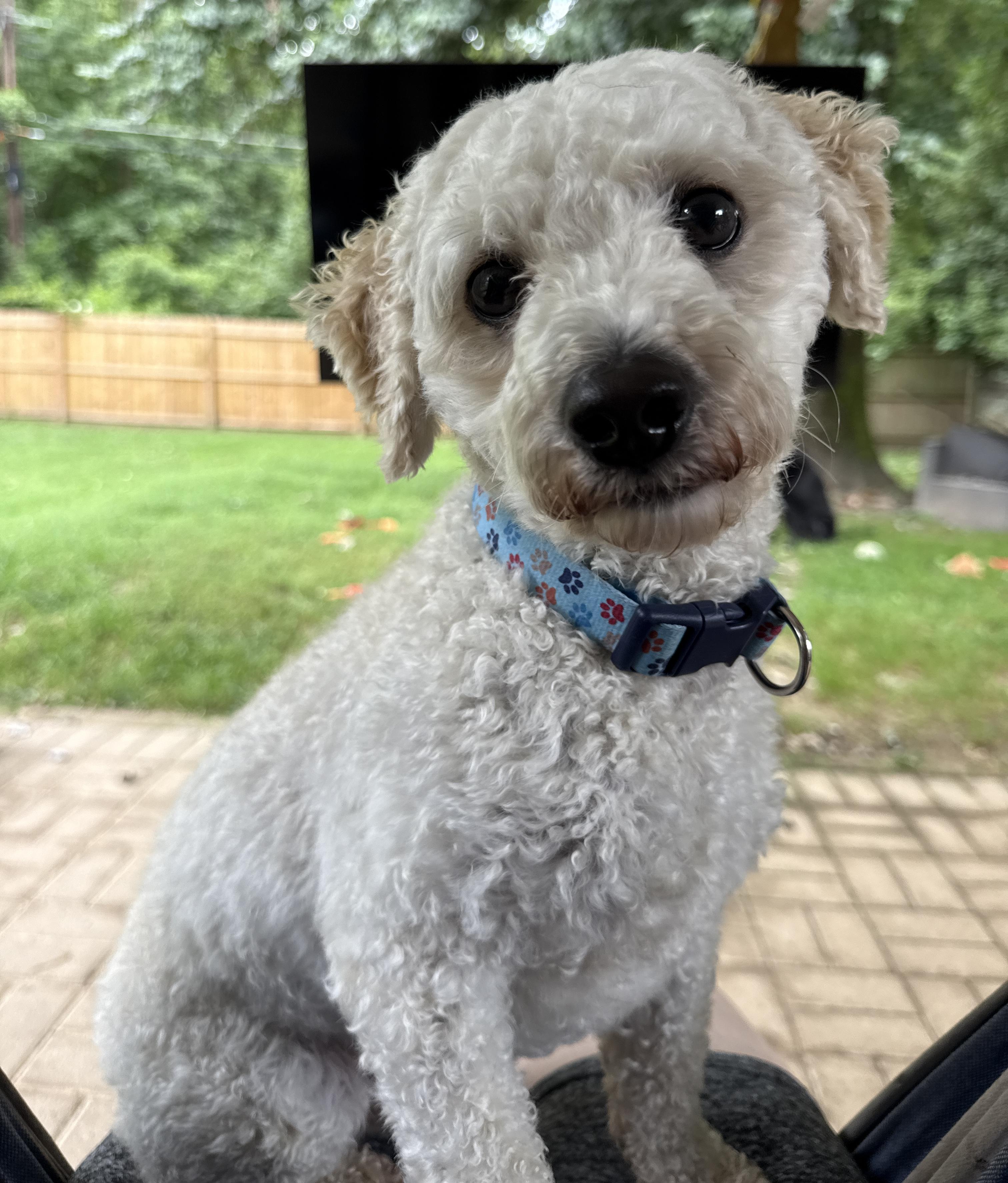 Hudson, adopted, Adult Male Bichon Frise & Miniature Poodle.