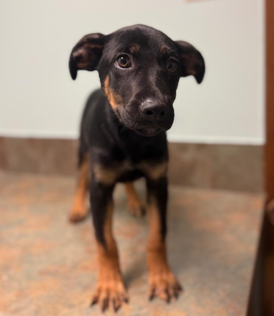 Enlarge Toby, an adopted mixed breed in Columbus, NE image 3/3