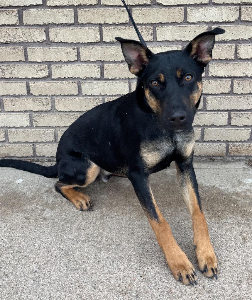 Toby, ADOPTABLE, Puppy Male Labrador Retriever & Rottweiler.